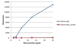 Abcam Rabbit polyclonal to N6-methyladenosine (m6A), Quantity: Each of