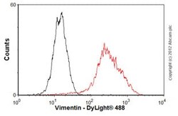 Abcam Rabbit monoclonal [SP20] to Vimentin, Quantity: Each of 1