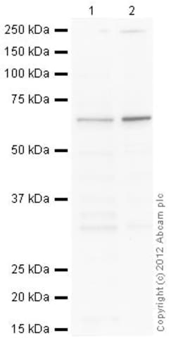 Abcam HeLa whole cell lysate, Quantity: Each of 1
