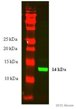 Abcam Rabbit polyclonal to Histone H4 - ChIP Grade, Quantity: Each of 1