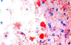 Abcam Oil Red O Stain Kit (Lipid Stain), Quantity: Each of 1