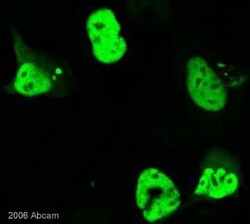 Abcam Mouse monoclonal [10F1] to HSV 1 ICP4 Immediate Early Protein, Quantity: