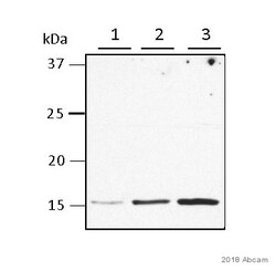 Abcam Mouse monoclonal [mAbcam33985] to COX IV - Mitochondrial Marker,