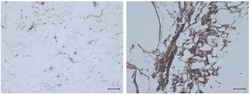 Abcam Rabbit polyclonal to Collagen II, Quantity: Each of 1