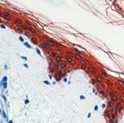 Abcam Mouse monoclonal [AE1/AE3] to pan Cytokeratin - BSA and Azide free,