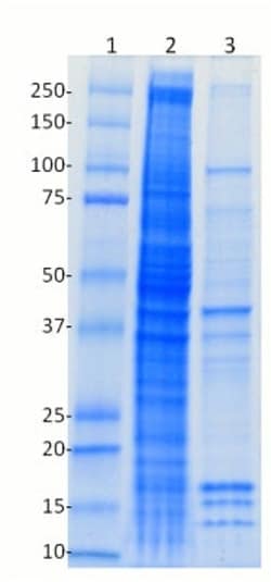 Abcam 10 x RIPA Buffer, 15ML, Quantity: Each of 1