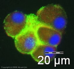 Abcam Rabbit polyclonal to Myelin Basic Protein, Quantity: Each of 1