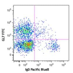 Biolegend FITC anti-MU/HU GL7 Antigen (T/B Cell Act. Marker), Quantity:
