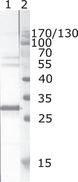 Abcam Mouse monoclonal [JR6] to HIV1 Nef, Quantity: Each of 1