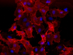 Biolegend Purified anti-human CD309 (VEGFR2), Quantity: Each of 1