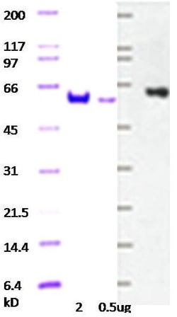 Abcam Recombinant Human c-Myc protein, Quantity: Each of 1