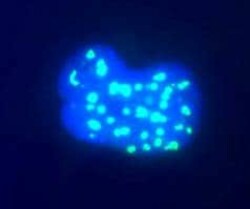 Abcam Mouse monoclonal [38F3] to Fibrillarin - Nucleolar Marker, Quantity:
