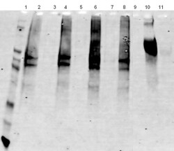 Abcam Protein Carbonyl Assay Kit (Western Blot), Quantity: Each of 1