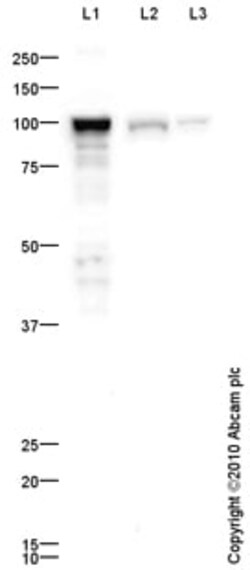 Abcam Rabbit polyclonal to ALDH1L1 - Astrocyte Marker, Quantity: Each of