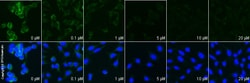 Abcam Mouse monoclonal [6A8] to Mitofusin 2, Quantity: Each of 1