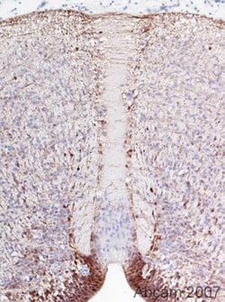 Abcam Rabbit polyclonal to BLBP, Quantity: Each of 1