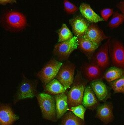 Abcam Mouse monoclonal [HMFG1 (aka 1.10.F3)] to MUC1, Quantity: Each of