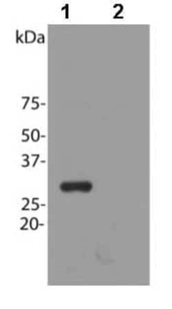 Abcam Rabbit polyclonal to mCherry, Quantity: Each of 1
