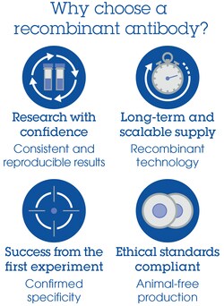 Abcam Rabbit monoclonal [EP618Y] to Smad4, Quantity: Each of 1