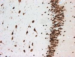 Abcam Mouse monoclonal [1B7] to NeuN - Neuronal Marker, Quantity: Each