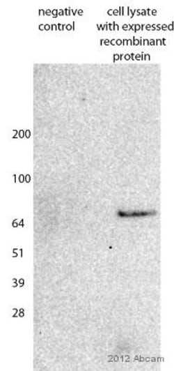 Abcam Rabbit polyclonal to Strep-tag II, Quantity: Each of 1