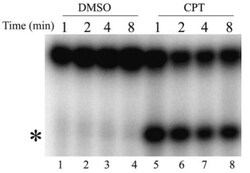 Abcam Goat Anti-Mouse IgG1 (HRP), Quantity: Each of 1
