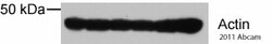 Abcam Rabbit Anti-Mouse IgG H&L (HRP), Quantity: Each of 1
