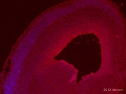 Abcam Mouse monoclonal [AD2.38] to PAX6, Quantity: Each of 1