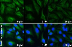 Abcam Selective Rho kinase inhibitor, Quantity: Each of 1