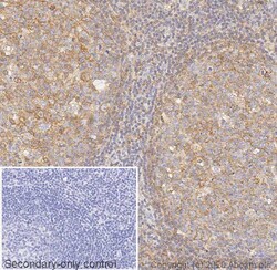 Abcam Mouse monoclonal [EMR8-5] to HLA Class 1 ABC, Quantity: Each of 1