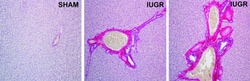 Abcam Picro Sirius Red Stain Kit (Connective Tissue Stain), Quantity: Each