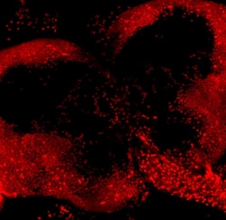 Abcam&nbsp;DRAQ5&trade;