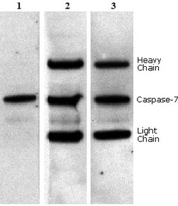 Abcam Anti-mouse IgG for IP (HRP), Quantity: Each of 1