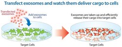 System Biosciences LLC&nbsp;Exo-Fect&trade; Exosome Transfection KitExo-Fect Exosome Transfection Kit = 10 Reactions