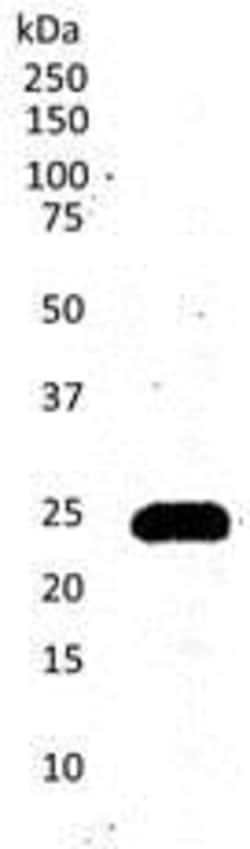 Abcam Rat monoclonal [CD3-12] to CD3, Quantity: Each of 1