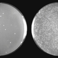 System Biosciences LLC COLD FUSION CLONING KIT CELLS - 50Cold Fusion Cloning Kit with Competent Cells = 50 Reactions | Buy Online | System Biosciences LLC | Fisher Scientific