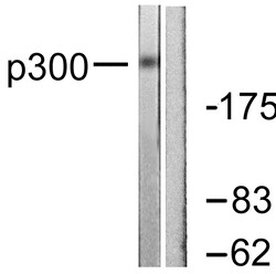 Aviva Systems Biology Corp EP300 Antibody (OAAF01891) | 100 ug, Quantity: