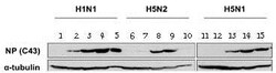 Abcam Mouse monoclonal [C43] to Influenza A Virus Nucleoprotein, Quantity: