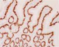 Abcam Mouse monoclonal [K9218] to HNF-4-alpha, Quantity: Each of 1