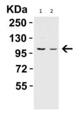 Abcam Rabbit polyclonal to PGC1 alpha - N-terminal, Quantity: Each of 1