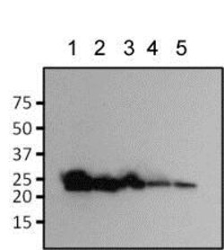 Abcam Mouse monoclonal [F56-6A1.2.3] to EGFP, Quantity: Each of 1