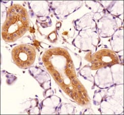 Abcam Mouse monoclonal [76B357.1] to TLR4, Quantity: Each of 1