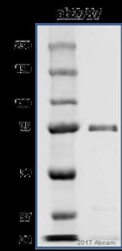 Abcam Mouse monoclonal [5A5] to Hsp70, Quantity: Each of 1