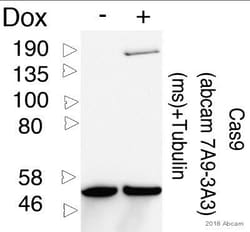 Abcam Mouse monoclonal [7A9-3A3] to CRISPR-Cas9, Quantity: Each of 1