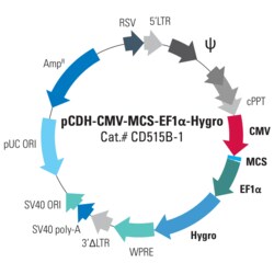 System Biosciences LLC&nbsp;pCDH-CMV-MCS-EF1α-Hygro Cloning and Expression LentivectorpCDH-CMV-MCS-EF1α-Hygro cDNA Dual Promoter Cloning and Expression Lentivector = 10ug
