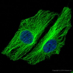 Abcam Alexa Fluor 488 Mouse monoclonal [DM1A] to alpha Tubulin - Microtubule