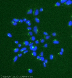 Abcam Mouse monoclonal [9B6] to Giantin - Golgi Marker, Quantity: Each