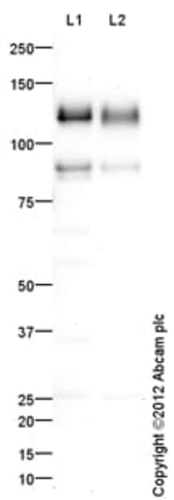 Abcam Rabbit polyclonal to CD31, Quantity: Each of 1