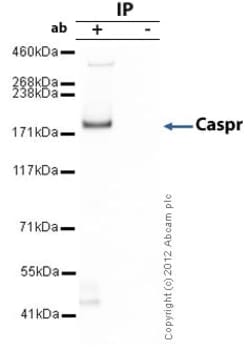 Abcam Rabbit polyclonal to Caspr, Quantity: Each of 1