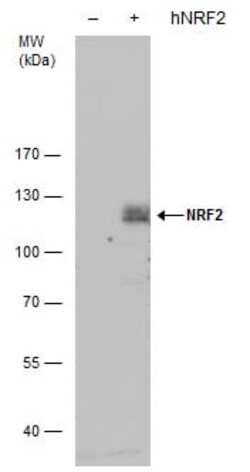 Abcam Rabbit polyclonal to Nrf2, Quantity: Each of 1